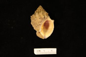 Media type: image;   Malacology 177755